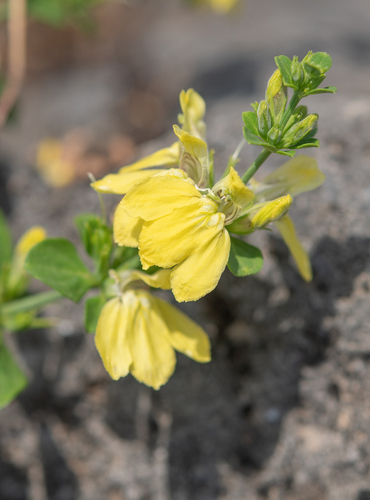 Justicea (Justicia odora)