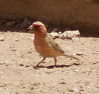 Sinai Rosefinch (Carpodacus synoicus)