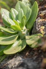 Kleinia saginata