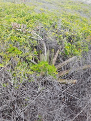 Gasteria acinacifolia