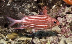 Sargocentron diadema
