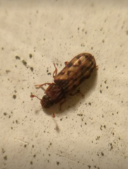 Bitoma insularis