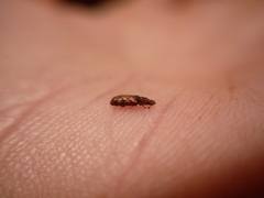 Bitoma insularis