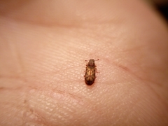 Bitoma insularis