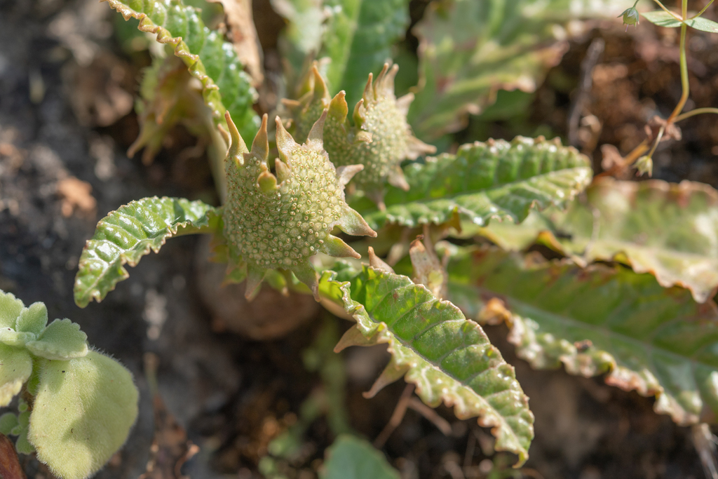 Dorstenia foetida 2