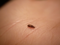 Bitoma insularis
