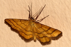 Idaea aureolaria