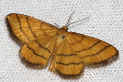 Idaea aureolaria