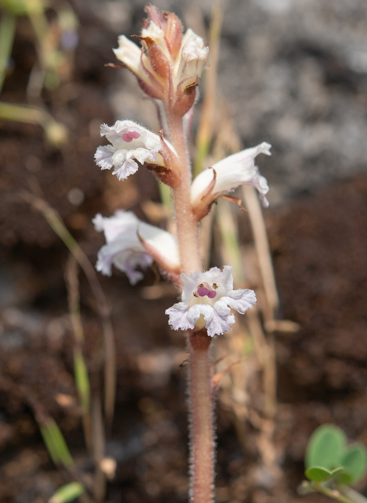 Orobanche dhofarensis