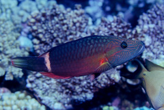 Ringtail Maori Wrasse photo 3