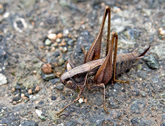 Sepiana sepium