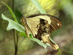 Papilio dardanus tibullus