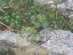 Pseudodictamnus hirsutus