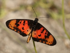 Acraea acara acara