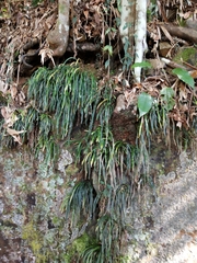 Haplopteris anguste-elongata