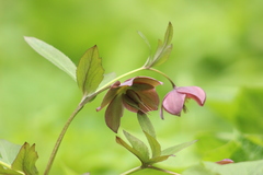 Helleborus purpurascens