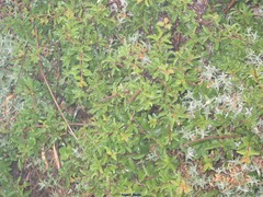 Rhamnus saxatilis