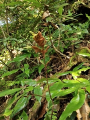 Tectaria harlandii