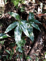 Tectaria harlandii