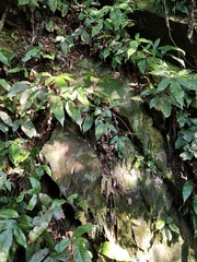 Tectaria harlandii