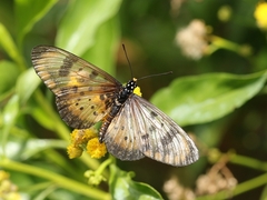 Acraea acara acara