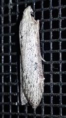 Heteromicta pachytera