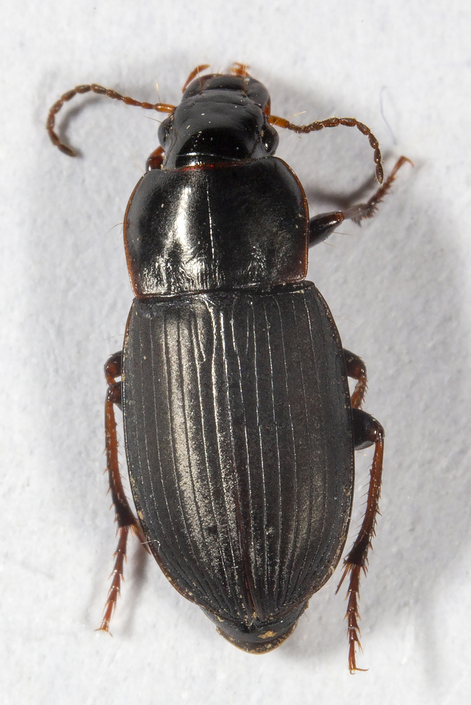 Harpalus calathoides