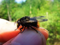 Volucella bombylans