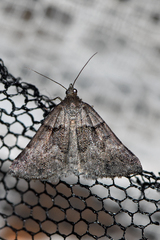 Dichromodes mesodonta