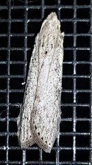 Heteromicta pachytera