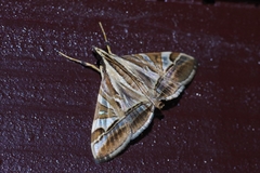 Agrioglypta fulguralis