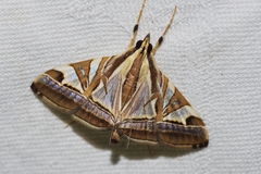 Agrioglypta fulguralis
