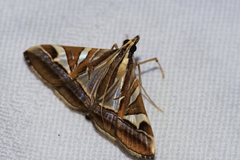 Agrioglypta fulguralis