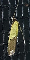 Opogona protodoxa