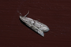Glyptoteles leucacrinella