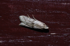 Glyptoteles leucacrinella