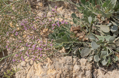 Limonium axillare, photograph 4