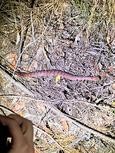 Southern Death Adder sighting