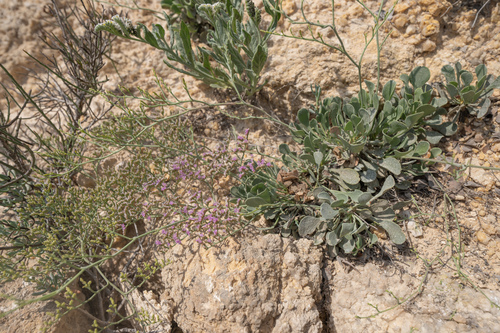 Limonium axillare, photograph 5