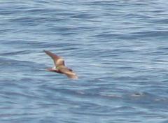 Hydrobates leucorhous