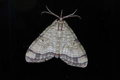 Episteira nigrilinearia