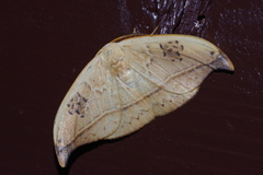 Callidrepana hirayamai