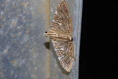 Glyphodes multilinealis
