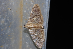Glyphodes multilinealis