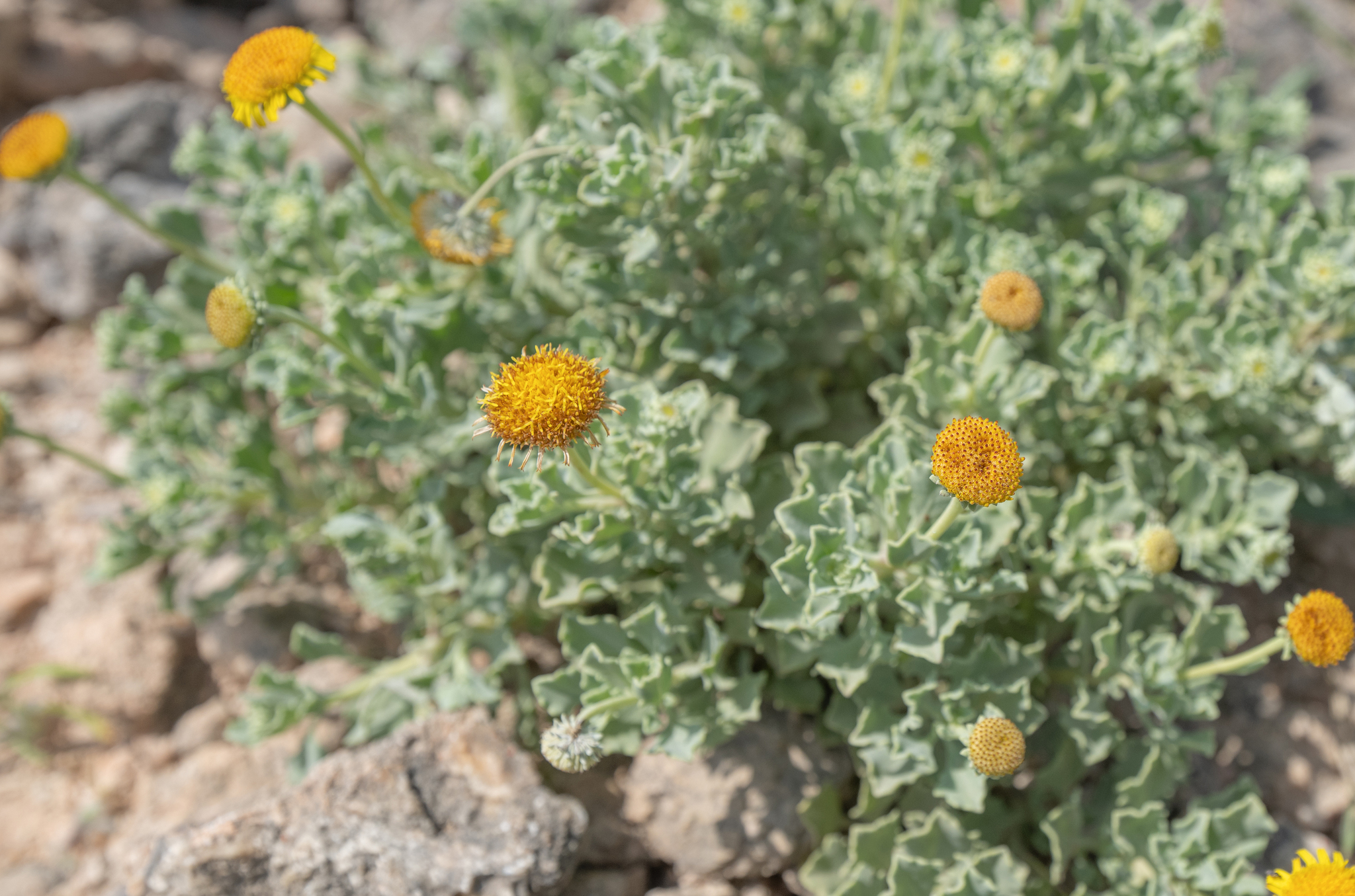 Pulicaria argyrophylla