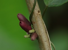 Heterostemma deccanense