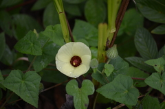 Pavonia cancellata
