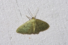 Scopula nesciaria