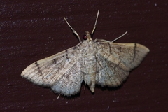 Omiodes decisalis
