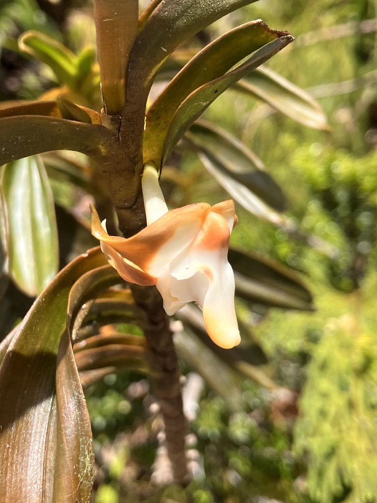 Dendrobium lambii J.J.Wood 2